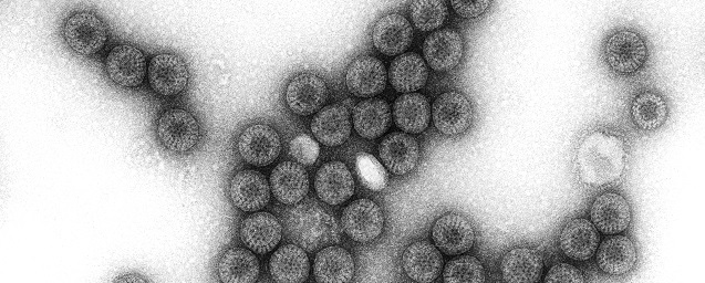 В России ущерб от ротавирусной инфекции составил 9,4 млрд рублей