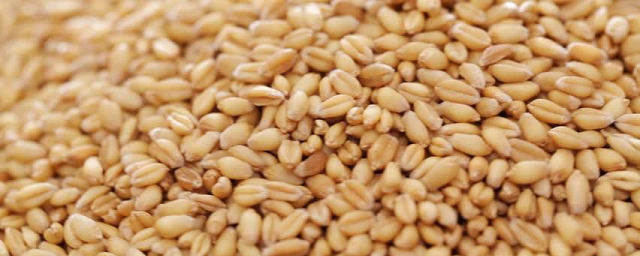 На Дону обнаружили около 10 тысяч тонн небезопасной пшеницы