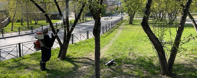 В Иркутске стартовал второй этап обработки деревьев от горностаевой моли