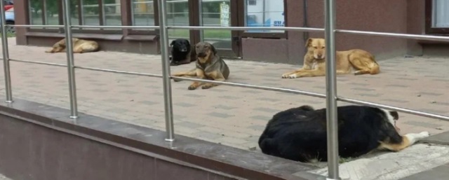 В Волгограде создали чат-бот для онлайн-заявок на отлов бездомных собак