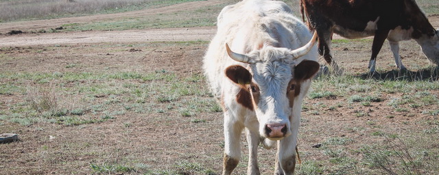 В Омской области агрессивный бык убил работника фермерского хозяйства