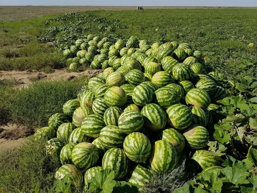 Впервые в Дагестане началось выращивание арбузов с использованием привитой рассады