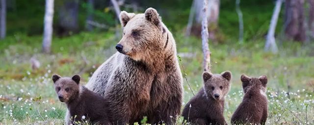 На Ямале у вахтового поселка заметили семейство медведей