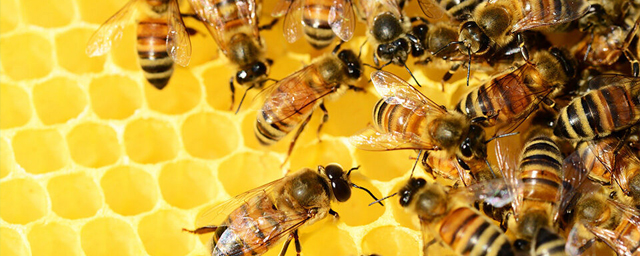 Пчеловоды Новосибирской области жалуются на массовую гибель пчёл