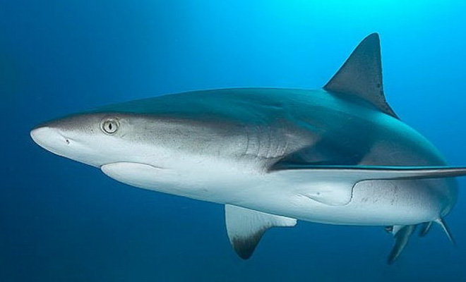 The New York Post: у побережья Флориды заметили акул с «кокаиновой» зависимостью
