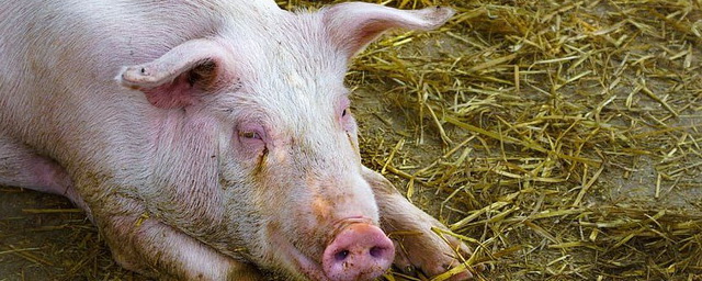 Эпидемиолог Крючков: Африканская чума свиней не опасна для человека