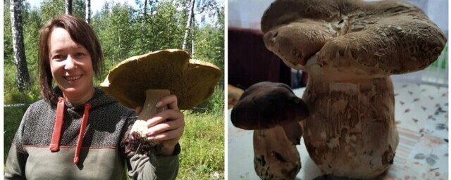 Рязанский эколог Виолетта Черная обнаружила белый гриб, вес которого составил 2,5 кг