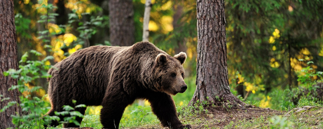 В Новосибирской области разрешили отстрел 84 бурых медведей