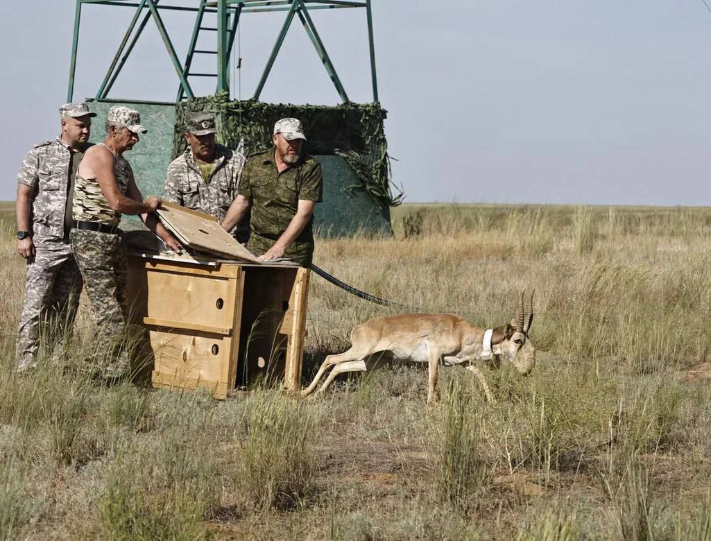В Астраханской области зафиксировали увеличение численности сайгаков в шесть раз с 2000 года