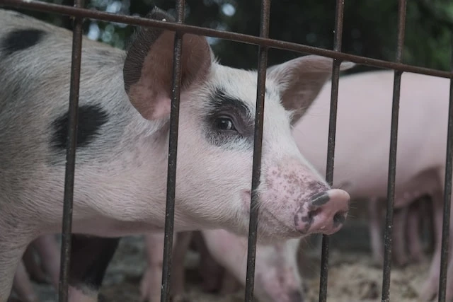 В Семеновском районе Нижегородской области выявлен очаг вируса африканской чумы свиней