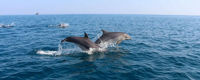 Отдыхающих в Анапе предупредили об опасности дельфинов