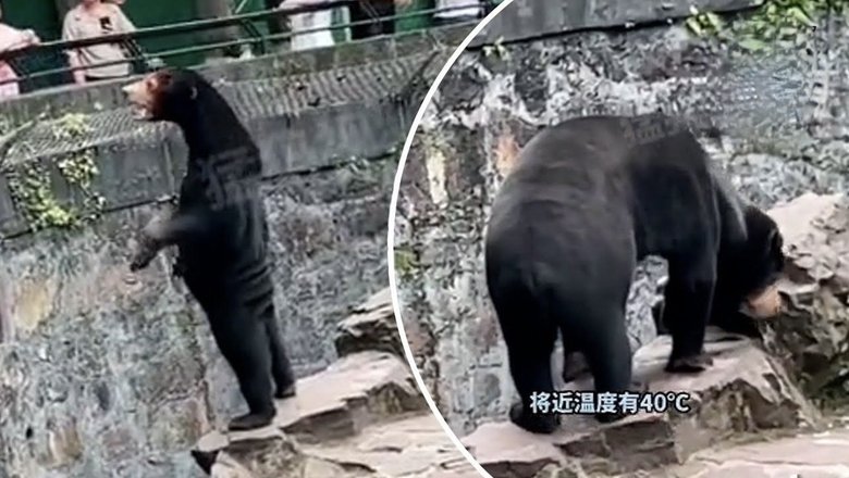 Китайский зоопарк выпустил официальное опровержение о подмене малайского медведя человеком в костюме