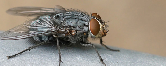 Росприроднадзор выяснит причины появления полчищ мух в Туле