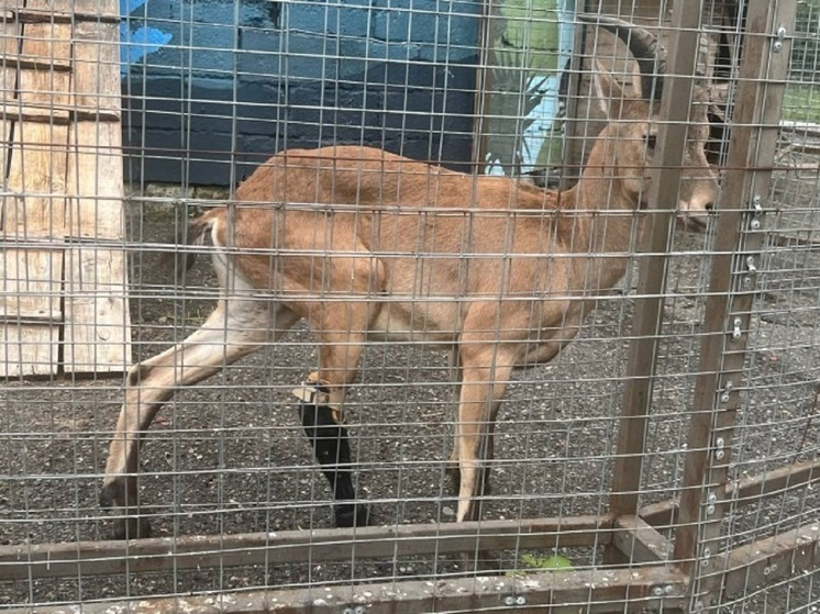 Краснокнижный тур из зоопарка Владикавказа теперь передвигается с помощью протеза