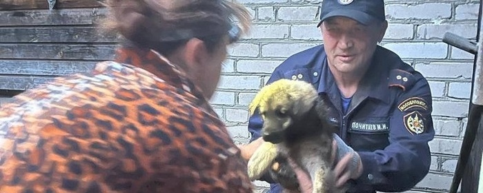 В Павловском Посаде спасатели помогли освободить застрявшего в трубе щенка