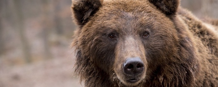 Жителей Мегиона ХМАО предупредили о появлении в городе медведя