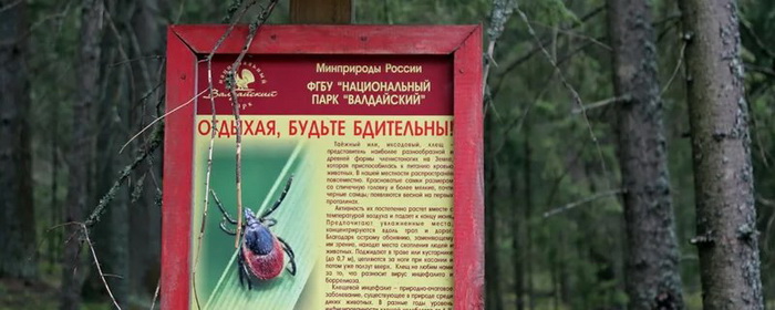 В Новгородской области зарегистрировано 22 случая  клещевого боррелиоза