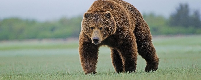 Под Дальнегорском в Приморье медведь напал на сторожа и растерзал его