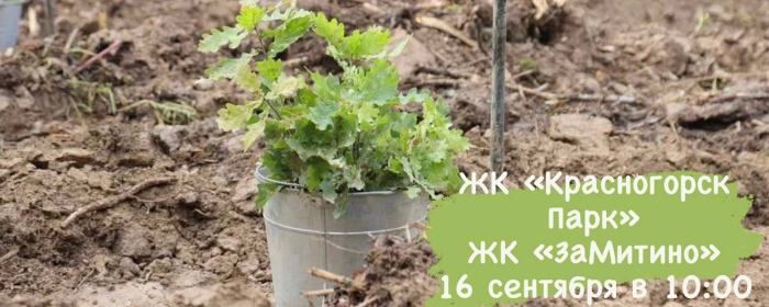В Красногорске 16 сентября высадят спиреи, рябины и барбарис