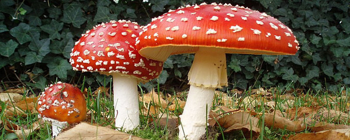 Гастроэнтеролог Якушев предупреждает: Отравление грибами может проявиться далеко не сразу