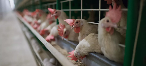 Глава Крыма Сергей Аксенов назвал спекуляцией повышение цен на курятину
