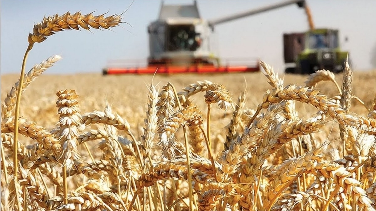 Глава Минсельхоза Патрушев: Россия собрала 112 млн тонн зерна