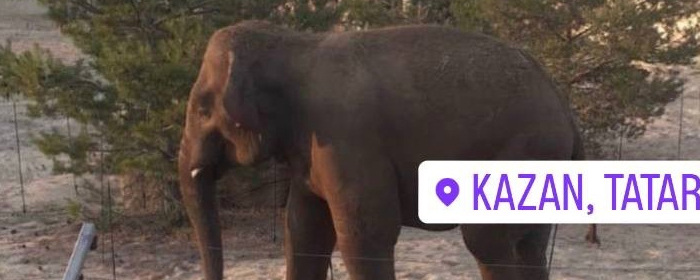 В зоопарке Казани появился слон