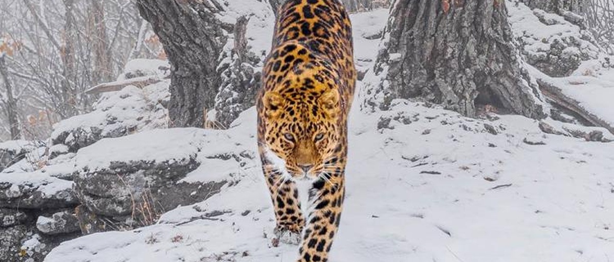 Фото дальневосточного леопарда из Приморья отметили на престижном конкурсе