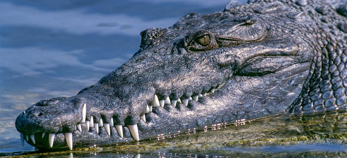 Зоологи рассказали, что во время ухаживания за самкой крокодилы пускают пузыри