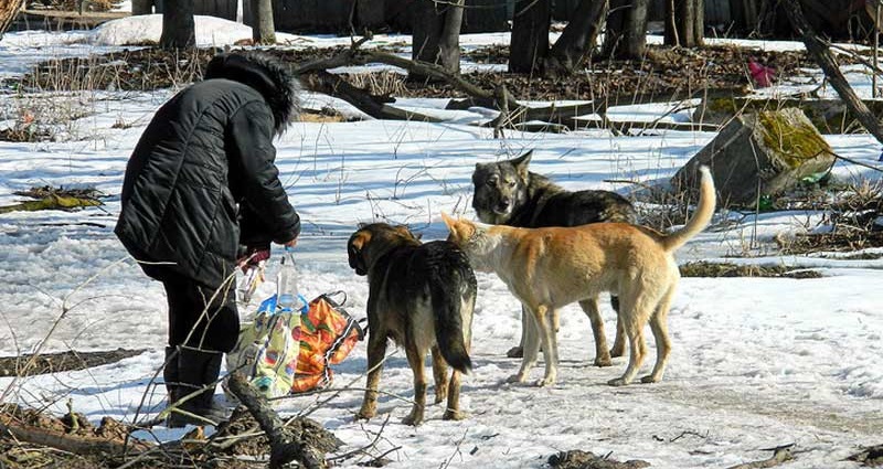 В Петербурге мужчина открыл стрельбу по жительнице города за то, что она пришла покормить бездомную собаку