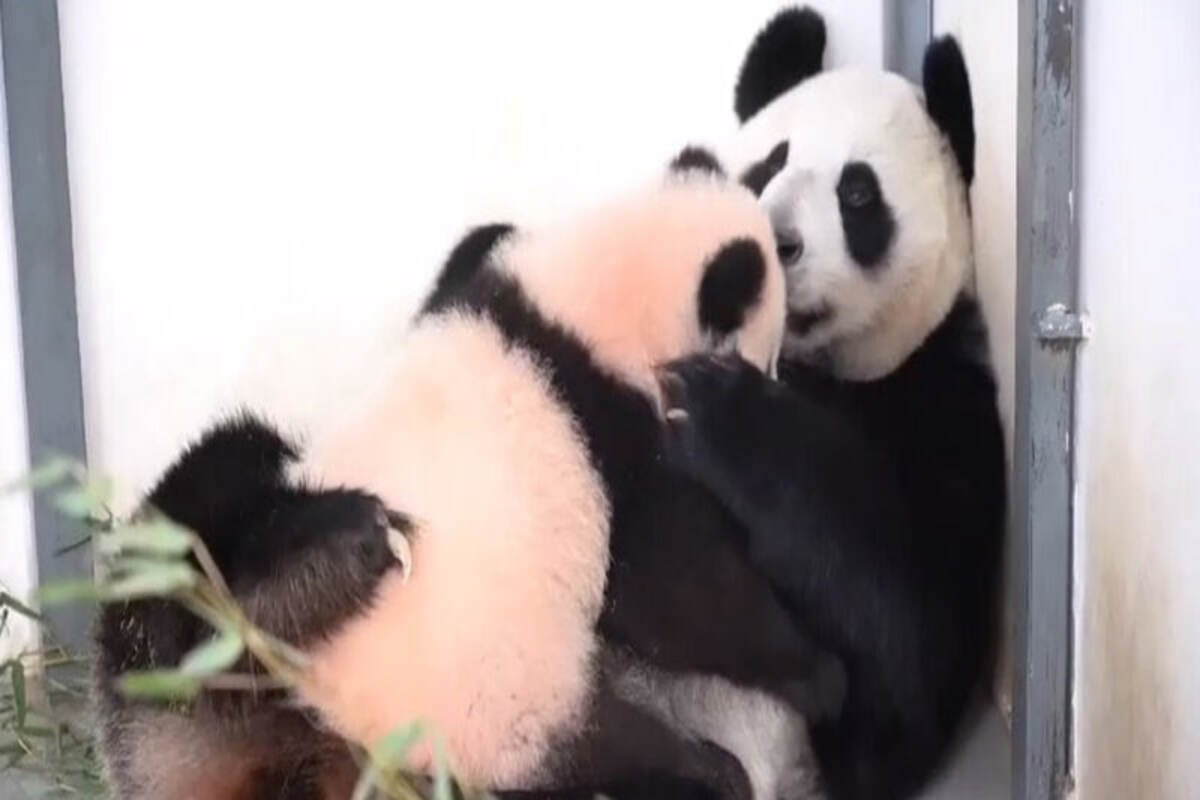 В зоопарке Москвы засняли панду Диндин во время кормления своей дочери Катюши