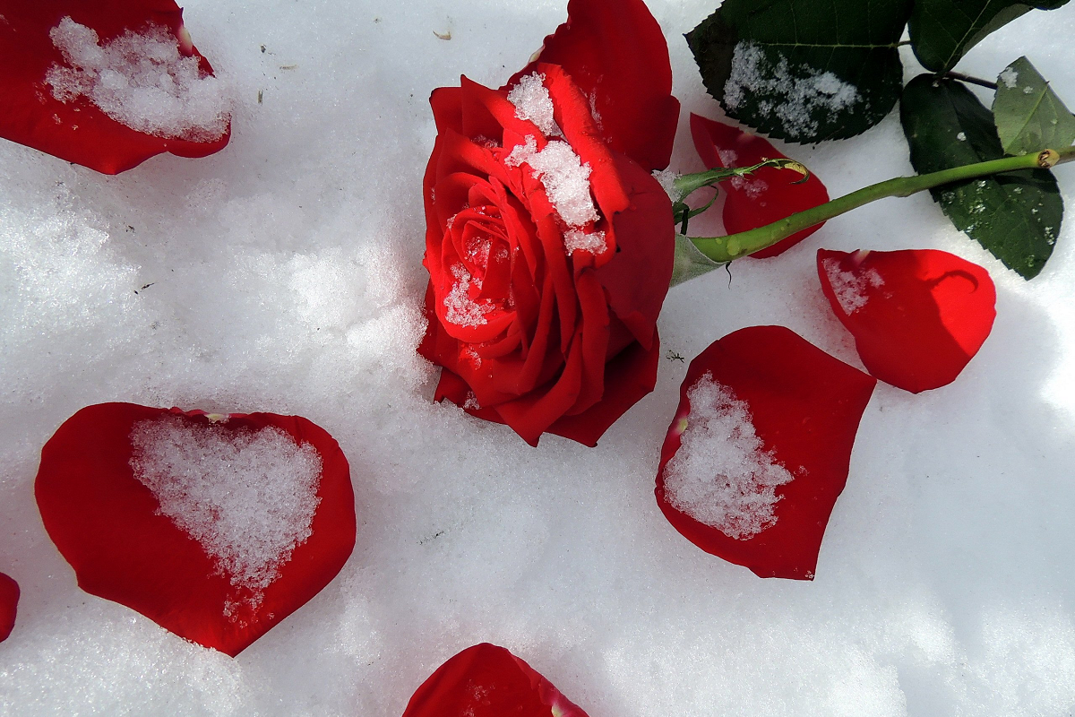 В Сарапуле влюбленный школьник украл букет из 101 розы из магазина цветов