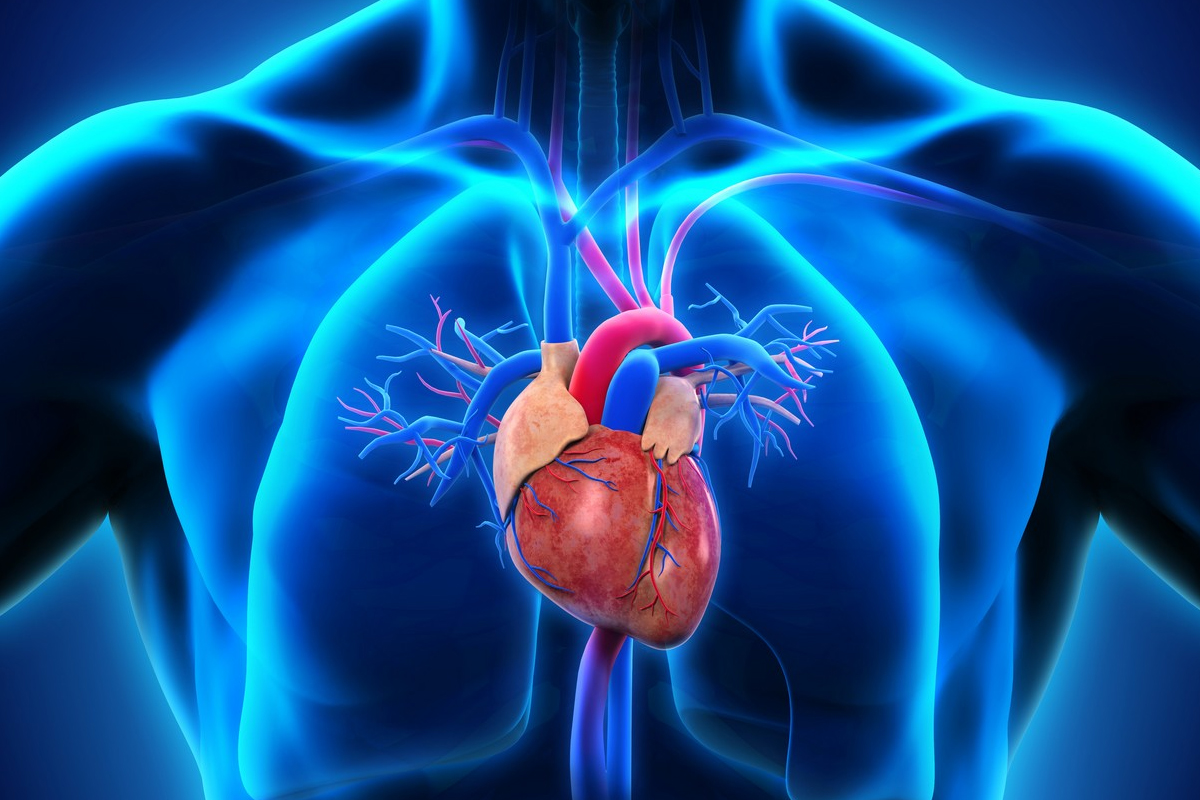 Кардиолог Крулёв: Учащение пульса не всегда указывает на серьёзные проблемы с сердцем