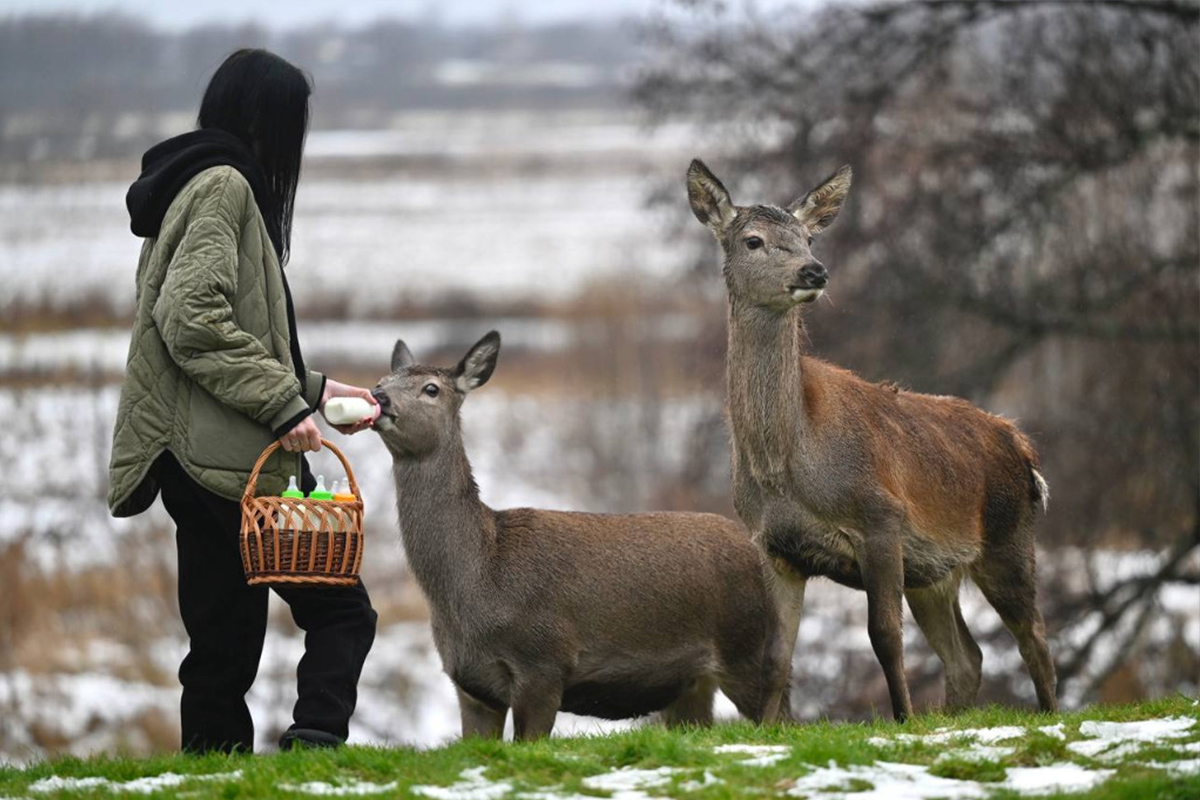 В Тамбовской области пытаются возобновить популяцию благородного оленя