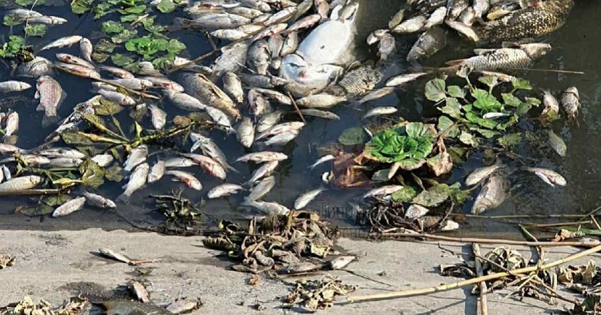 Россельхознадзор проверил качество воды в Карасунских озерах Краснодара в связи с массовым мором рыбы
