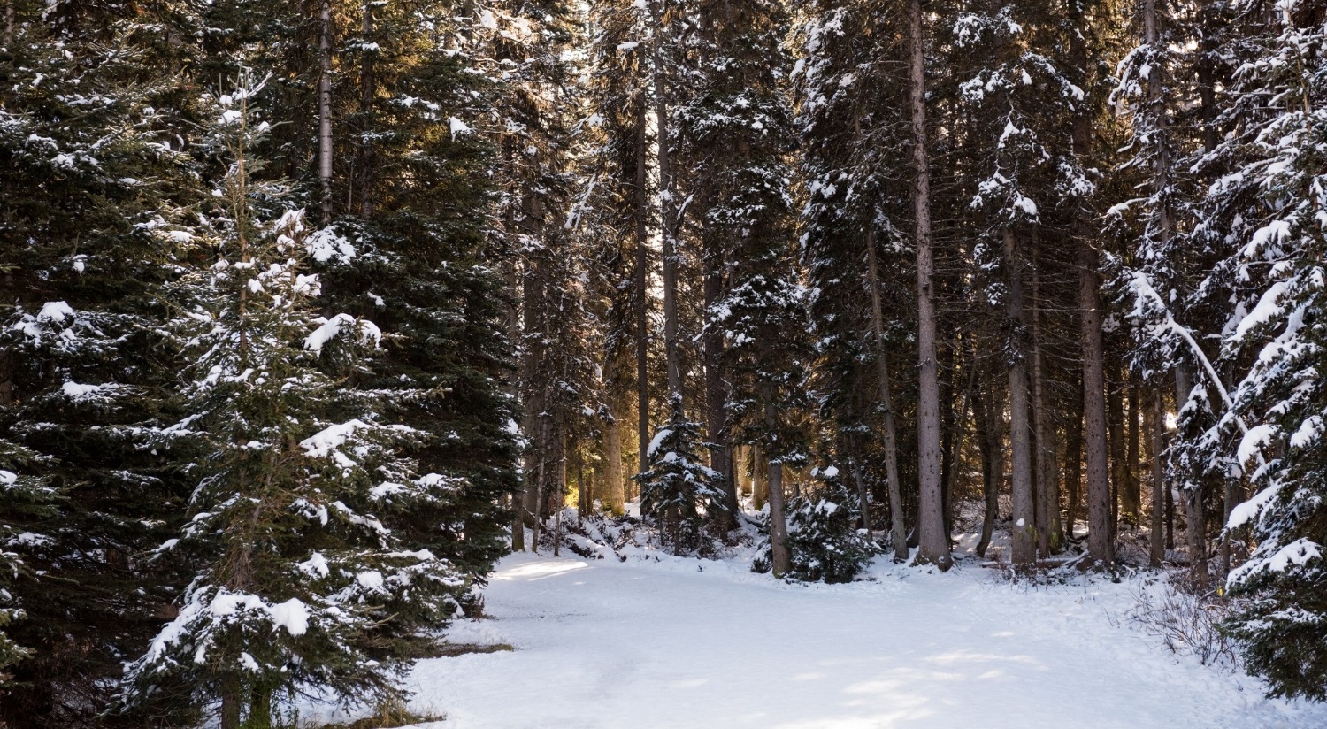 В Екатеринбурге 9-летний мальчик заблудился в лесу и несколько часов провел на морозе