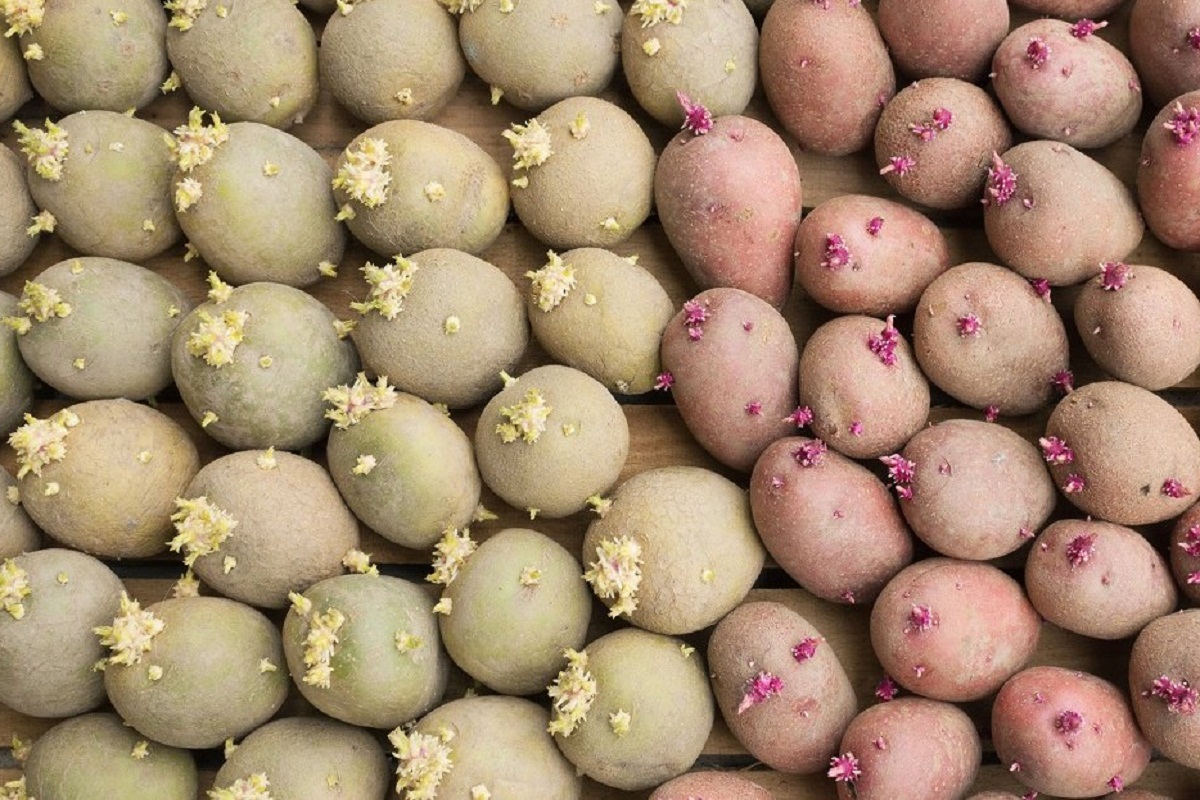 Токсиколог Кутушев предупредил, что проросшим картофелем можно отравиться