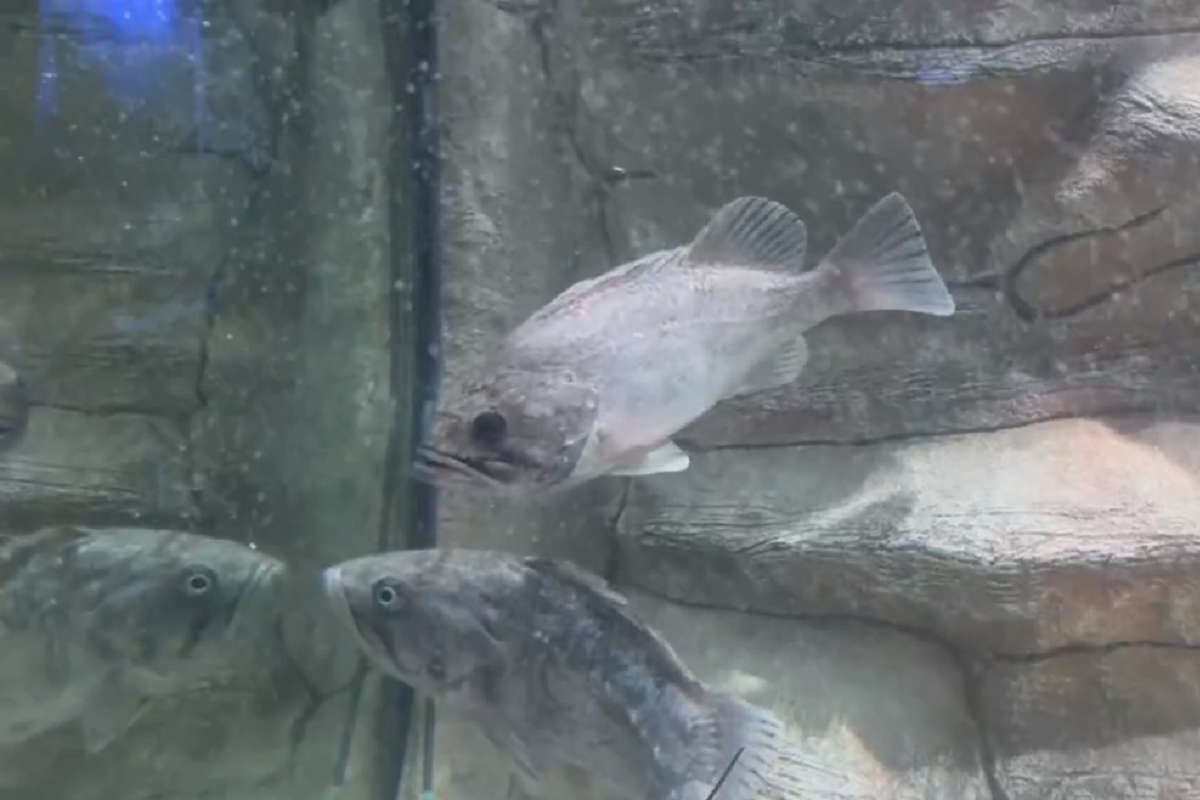 Алуштинский аквариум объявил вознаграждение за поимку средиземноморского групера в Черном мое