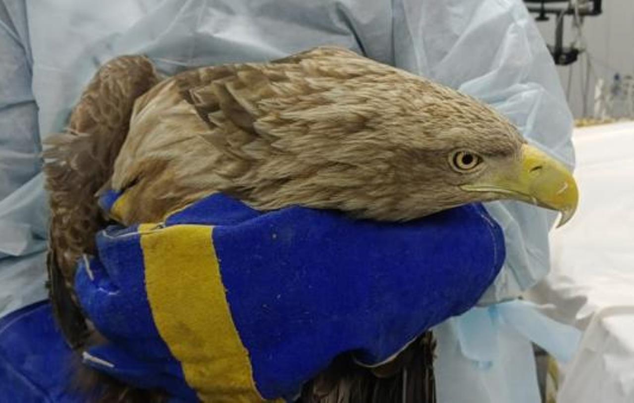 В Приморском крае спасли краснокнижных птиц