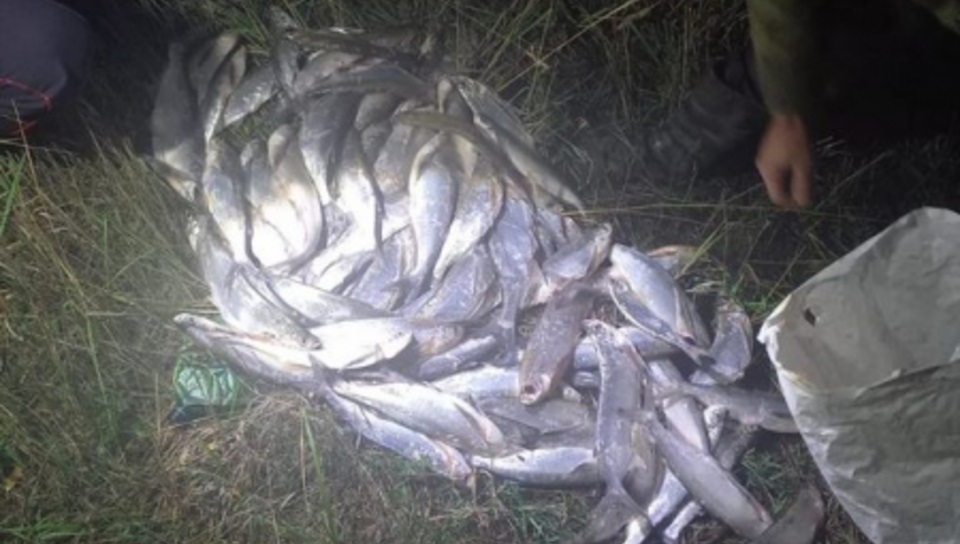 В Волгоградской области суд отправил за решетку двух браконьеров, наладивших бизнес на незаконном отлове рыбы