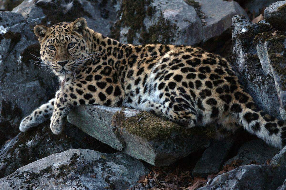 В Приморье леопард освоил отдаленные территории своего ареала обитания