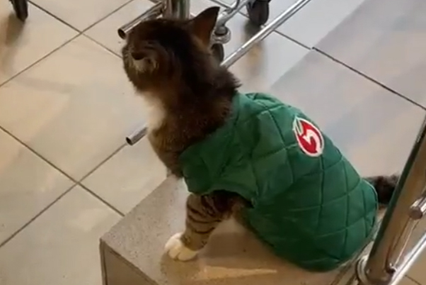 Кот устроился на работу в подмосковную «Пятерочку»