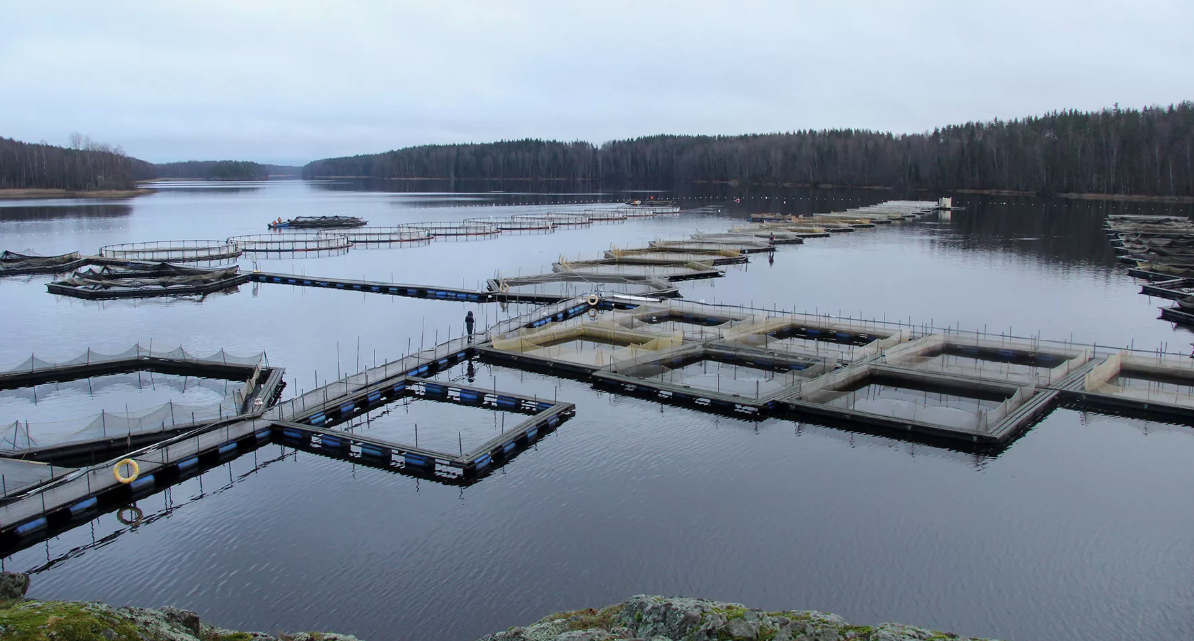 На рыбной ферме в Пермском крае погибло 12 тонн форели