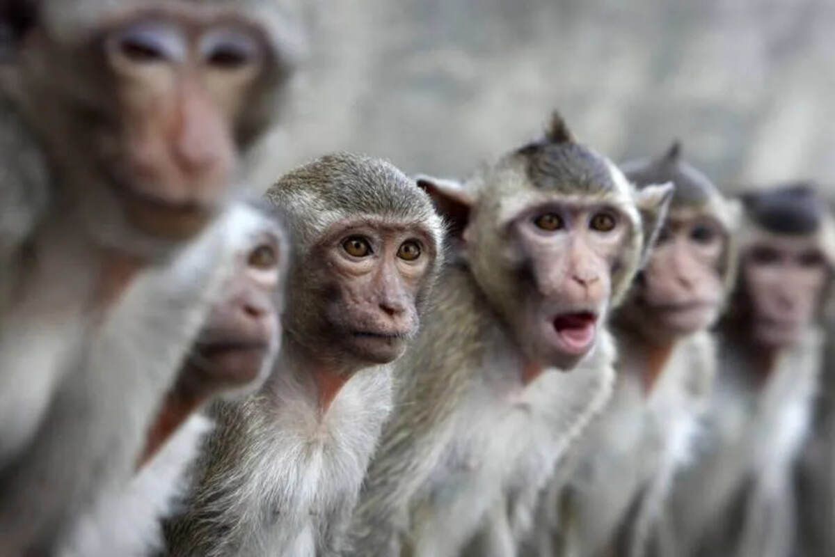 На китайской горе Угун агрессивные обезьяны атаковали туристку