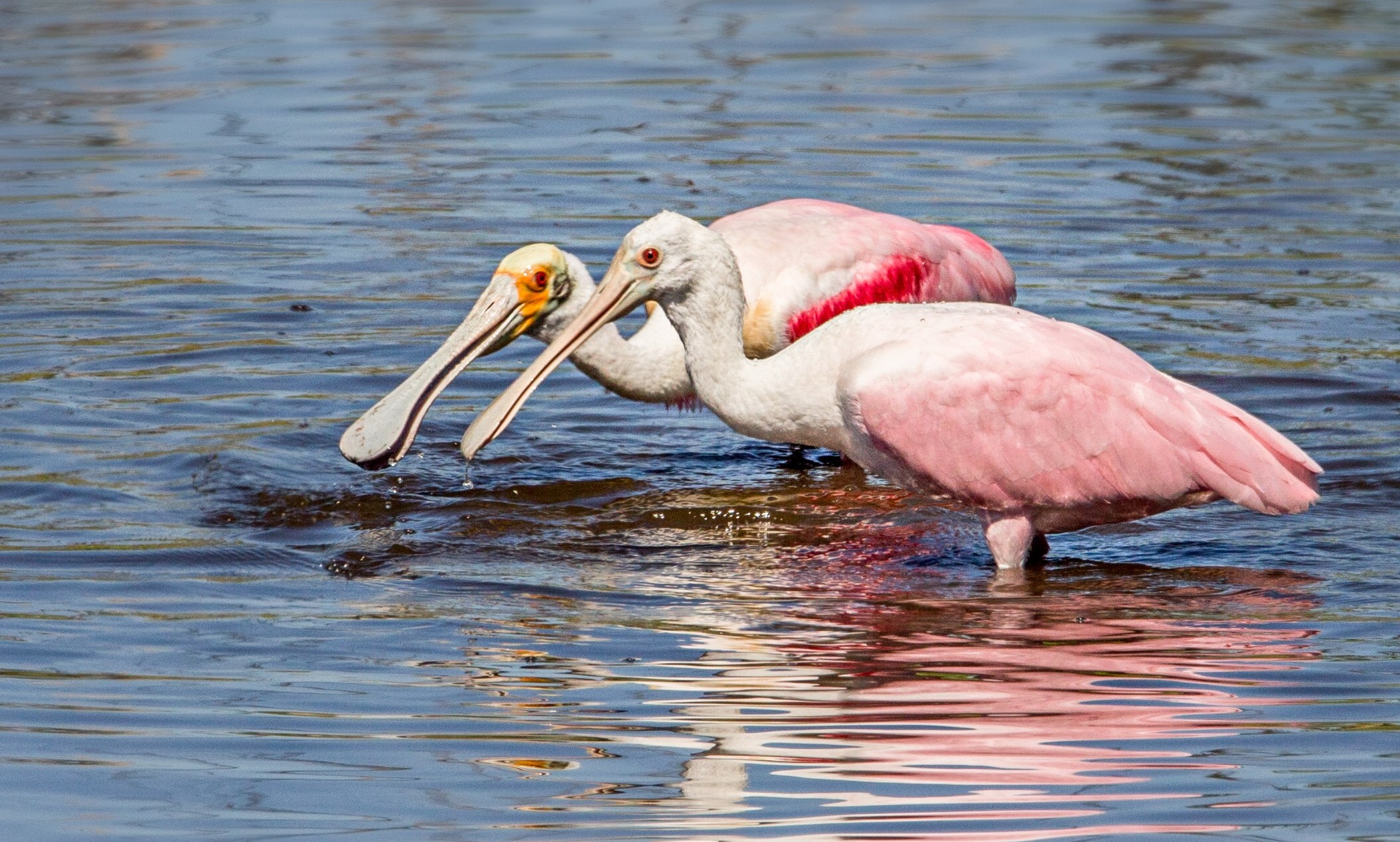 Краснокнижные розовые пеликаны поселились на Кубани в природном парке «Анапская пересыпь»