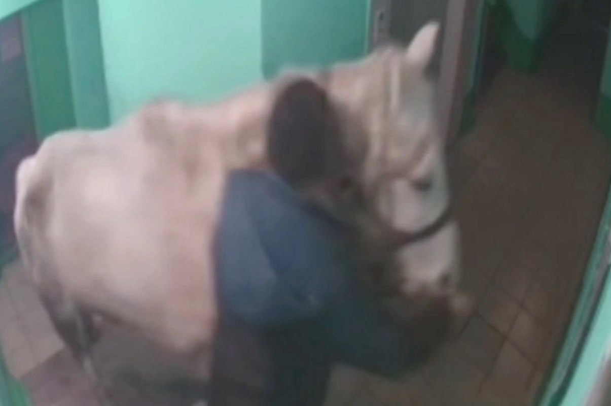 В Кемеровской области мужчина привел ночью белую лошадь в многоэтажку, но попытка удивить супругу провалилась