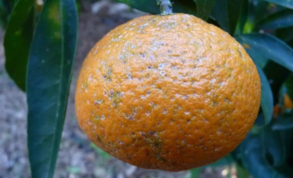 Россельхознадзор обнаружил 15 тонн зараженных щитовкой фруктов, поступивших в Челябинскую область