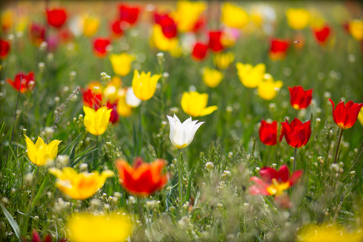 В Калмыкии с 12 апреля можно будет прогуляться по экомаршруту «Тюльпаны Маныча»
