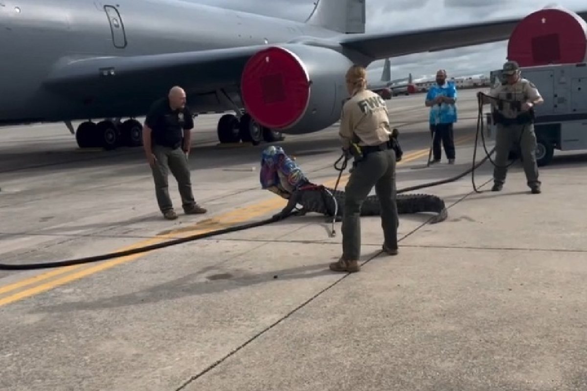 Аллигатор заполз на аэродром военной базы во Флориде и не хотел уходить