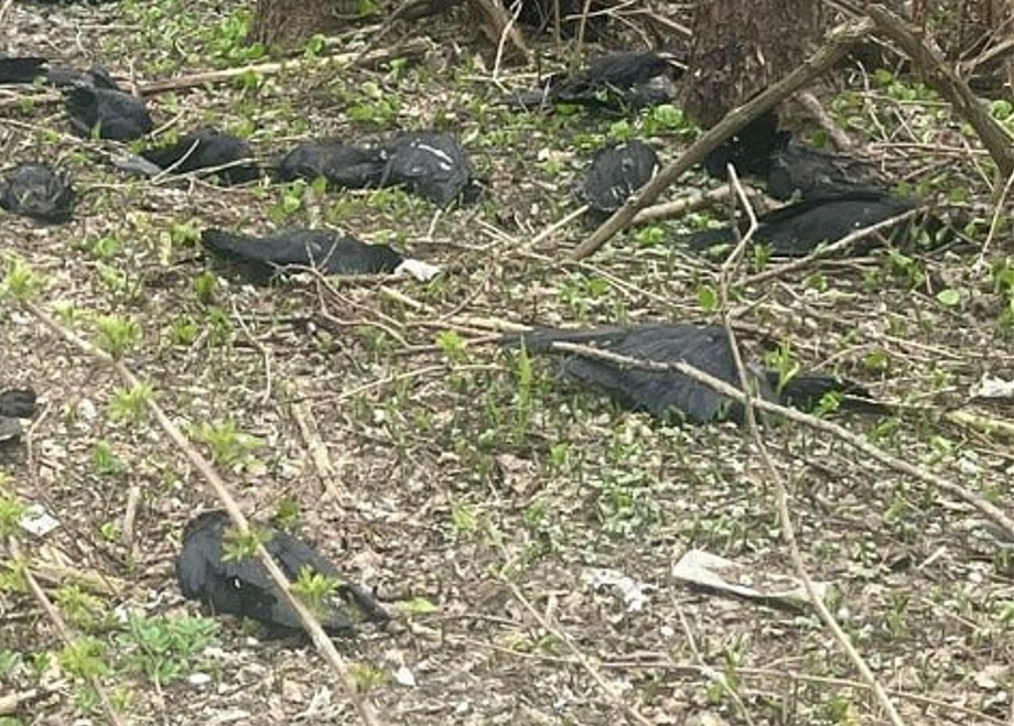 Жителей восточного города РФ напугали мертвые вороны на кладбище